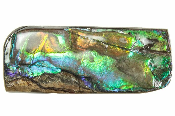 Iridescent Ammolite (Fossil Ammonite Shell) - Alberta #357405